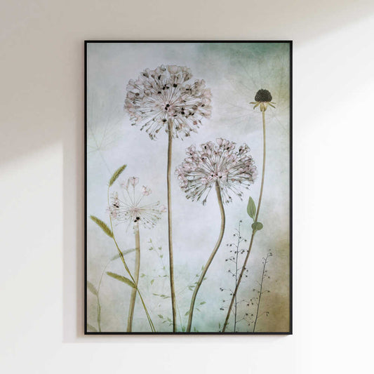 Allium