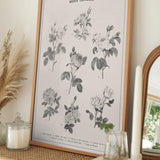Classic Common Roses