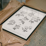 Classic Common Roses
