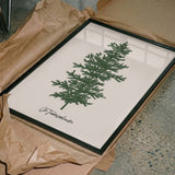 Oh Tannebaum (green)