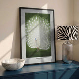 Peacock - Cropped