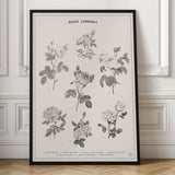 Classic Common Roses