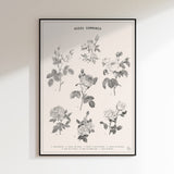 Classic Common Roses