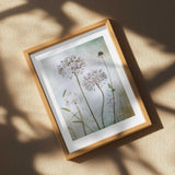 Allium