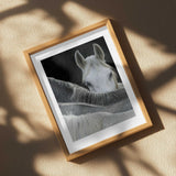 Curious Horse Peeking