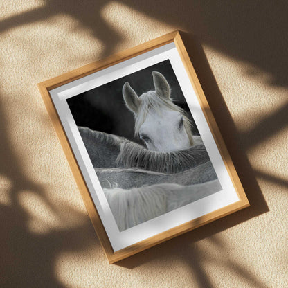 Curious Horse Peeking