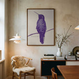 Elegant Violet Hummingbird