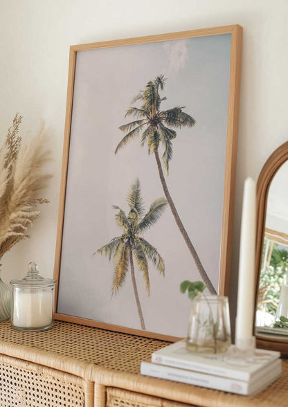 Tropical Palms