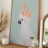 Cockatoo