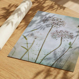 Allium